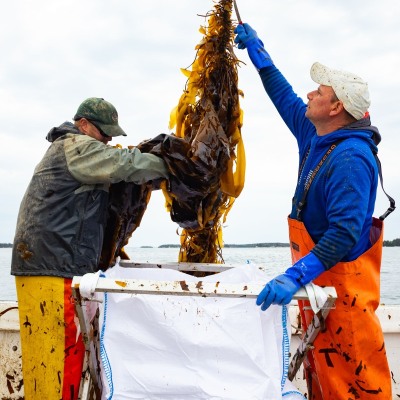 Spruce-Head-Kelp-Harvest-first-pass_May-2023_Jack-Sullivan_1