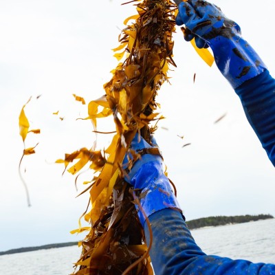 Spruce-Head-Kelp-Harvest-first-pass_May-2023_Jack-Sullivan_3