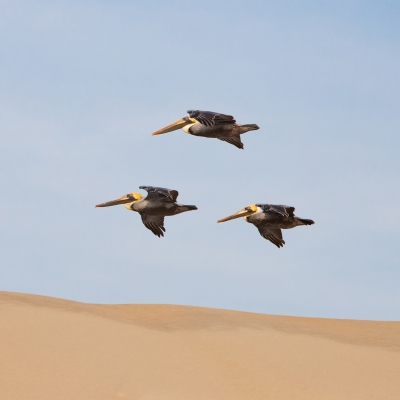 Outerbanks_Pelicans_April-2021_Jack-Sullivan