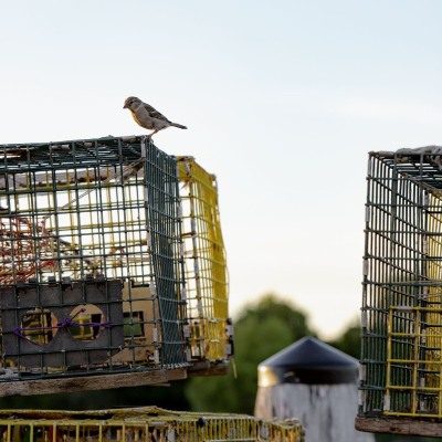 Owls-Head-Denizen_June-2021_Jack-Sullivan