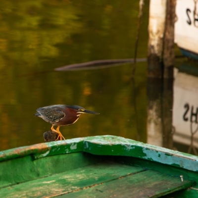 Green-Heron_Cojimar_March-2025_Jack-Sullivan