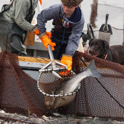 Chesapeake-Pound-Net_March-2024_Jack-Sullivan