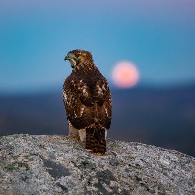 Clary-Hill_October-2024_Jack-Sullivan