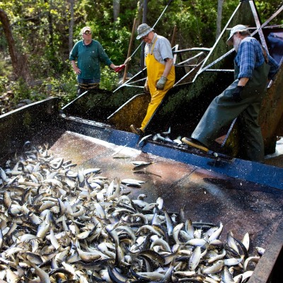 Damariscotta-Alewives_May-2022_Jack-Sullivan_6