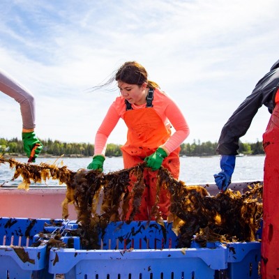 Islesboro-Kelp-Harvest_May-2022_Jack-Sullivan_50