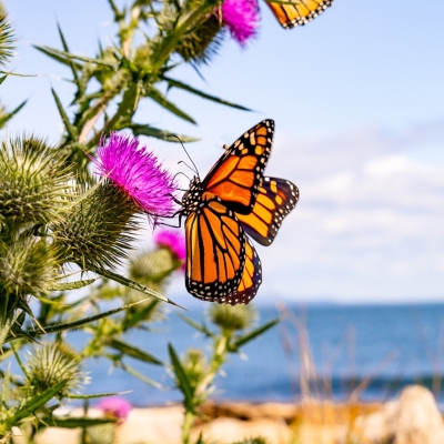 Frenchboro_Monarch_July-2024_Jack-Sullivan